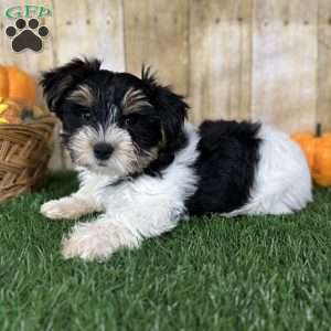 Caleb, Biewer Terrier Puppy